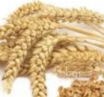 فروش گندم