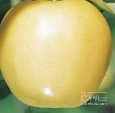 فروش سیب زرد