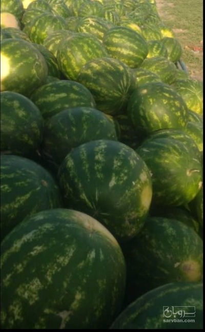 فروش هندوانه گردخطی