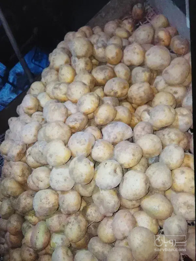 فروش سیب زمینی