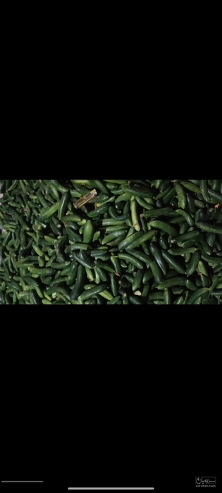 فروش خیارسبز