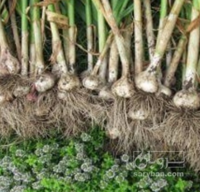 فروش سیر سبدی