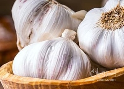 فروش سیر لشگری