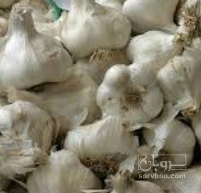 فروش سیر خشک سفید