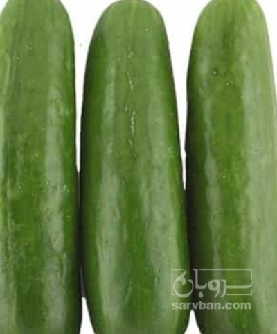 فروش خیار سالادی