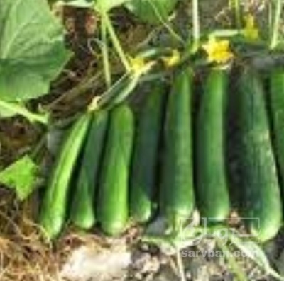 فروش خیار خیار شوری