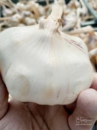 سیر درشت دستچین شده