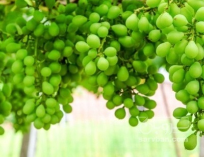 فروش غوره شور