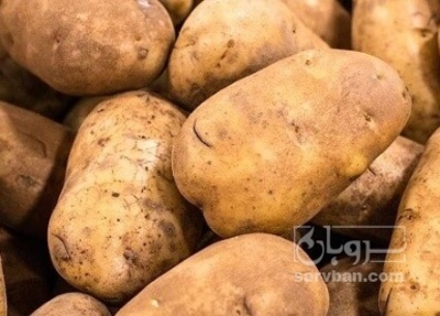 فروش سیب زمینی بامبا