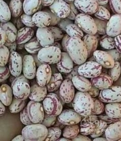 فروش لوبیا چیتی