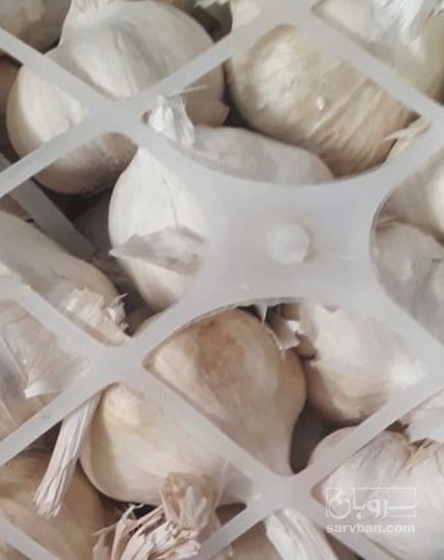 فروش سیر سبدی