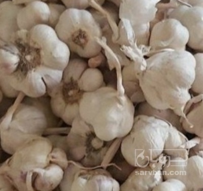 فروش سیر لشگری