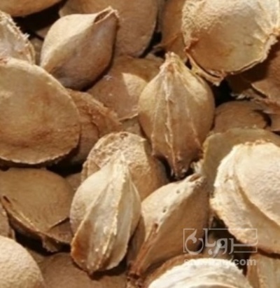 فروش هسته زردآلو تلخ