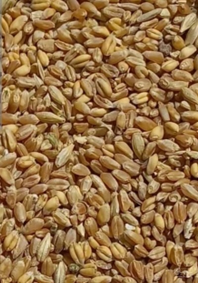 فروش گندم