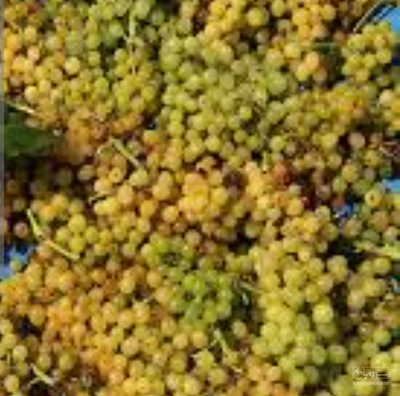 فروش انگور