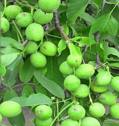 فروش گردو