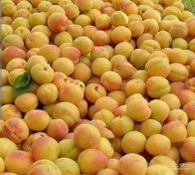 فروش زردآلو