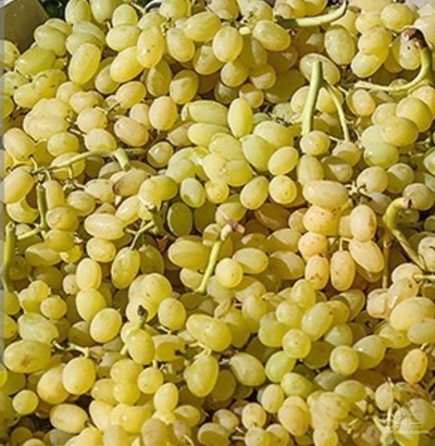 فروش انگور