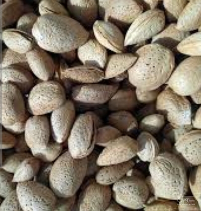 فروش بادام