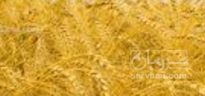 فروش گندم