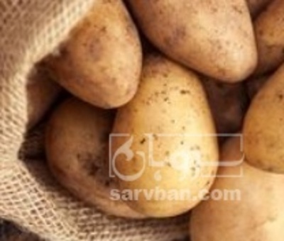 فروش سیب زمینی