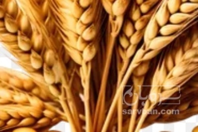 فروش گندم