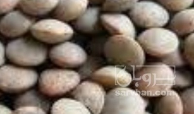 فروش عدس