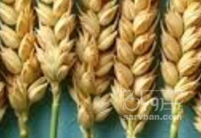 فروش گندم