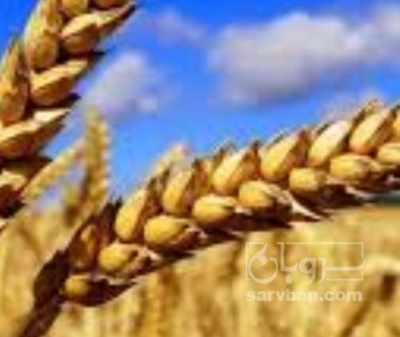 فروش گندم