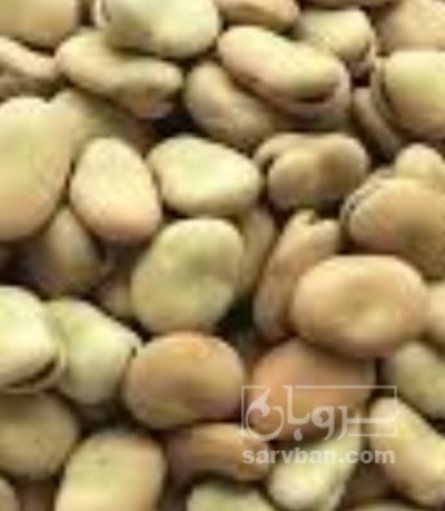 فروش باقلا تازه - باقالی - باقالا