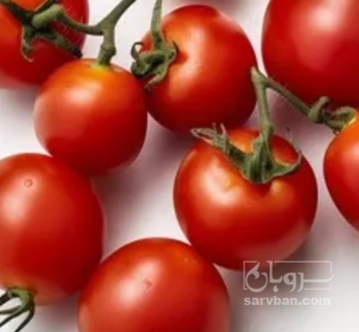 فروش گوجه فرنگی گیلاسی