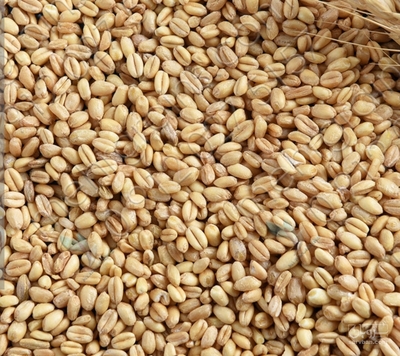 فروش گندم