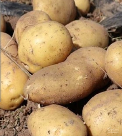 فروش سیب زمینی