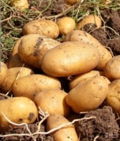 فروش سیب زمینی
