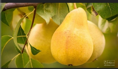 فروش گلابی