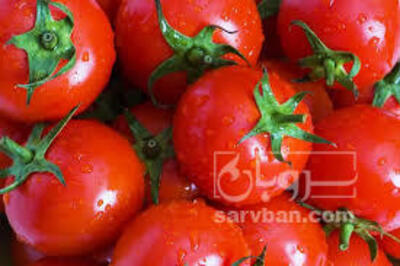 فروش گوجه فرنگی بروبیو