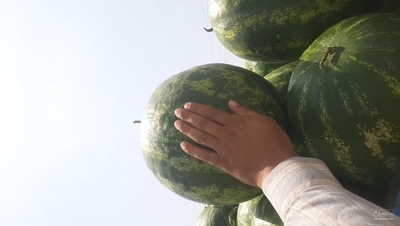 فروش هندوانه
