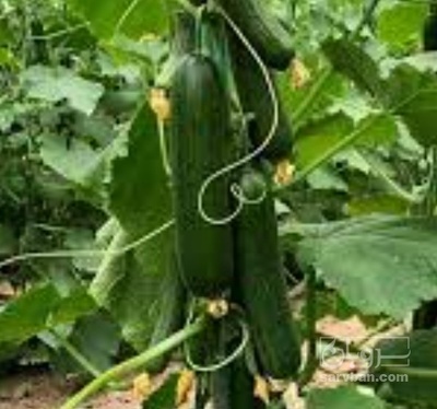 فروش خیار گلخانه ایی