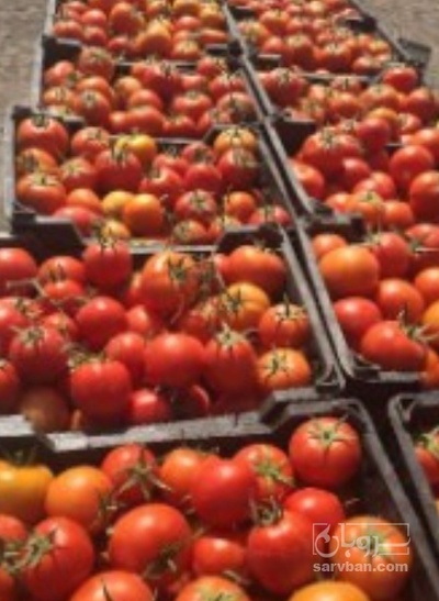فروش گوجه فرنگی