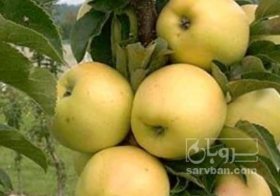 فروش سیب زرد