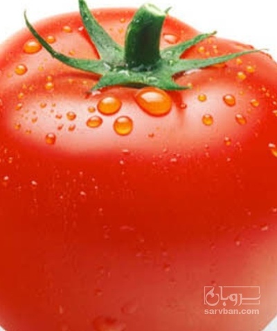 فروش گوجه فرنگی