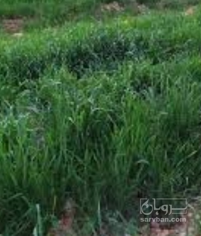 فروش گندم