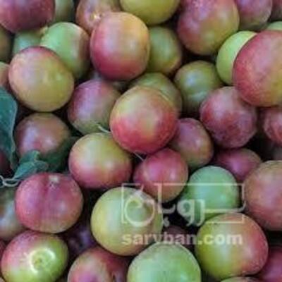 فروش آلو