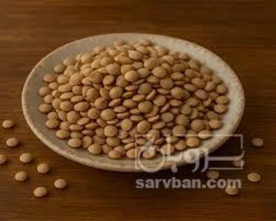 فروش عدس