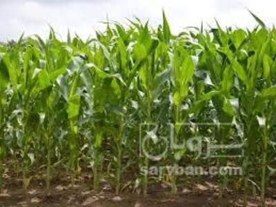 فروش ذرت علوفه ای