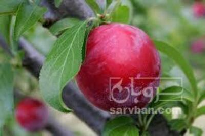 فروش آلوچه