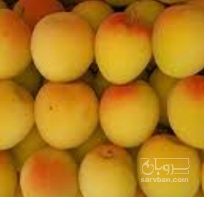 فروش زردآلو
