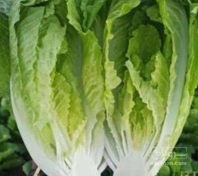 فروش کاهو ایرانی - رومانو