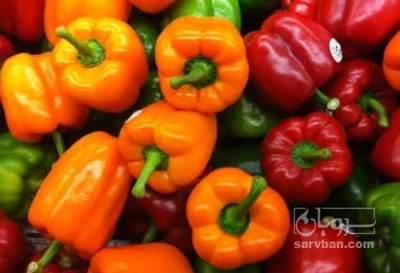 فروش فلفل دلمه ای