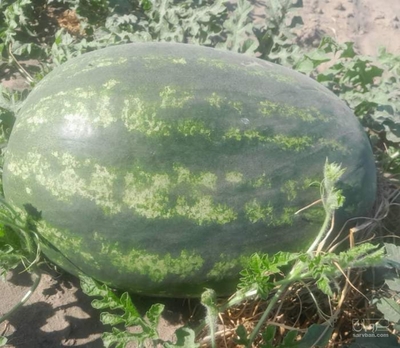 فروش هندوانه بیضی خطی